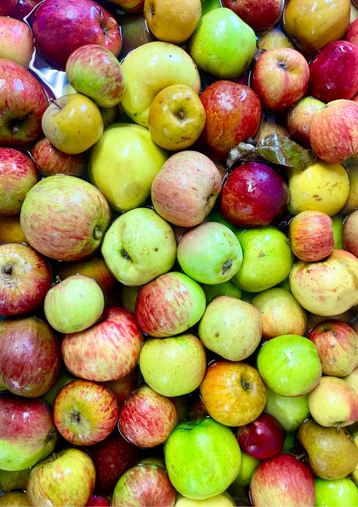 Colourful Gloucestershire apples floating in wash water